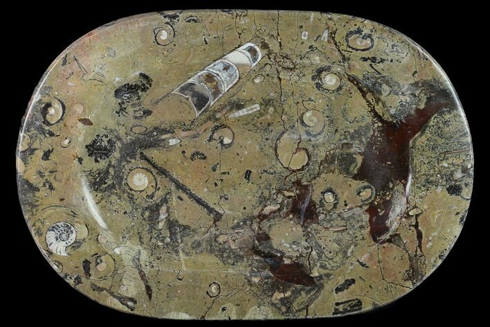 Fossil Orthoceras & Goniatite Oval Plate - Stoneware #133572